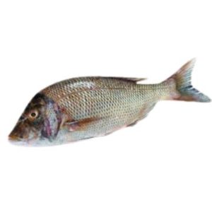 Capitaine empereur 1 poisson