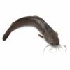 Machoiron 1 poisson (1-1,3kg) – Image 2