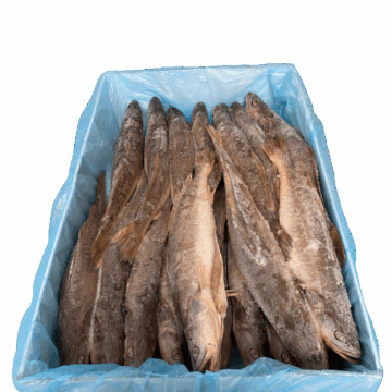 capiataine-kandratiki-10kg