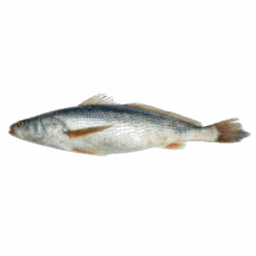 Bar capitaine Courbine sénégal 5 Poissnons