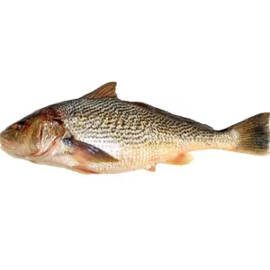 Capitaine ombrine soso 2 poissons