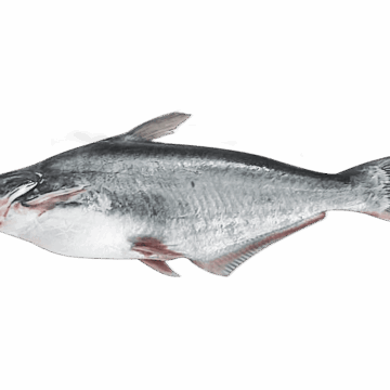 pangasius