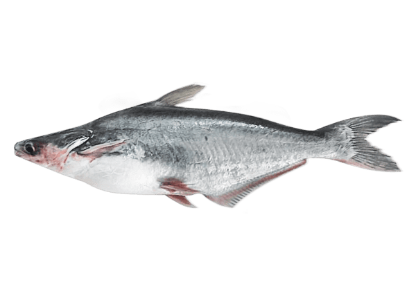 Pangas/ Malangwa 1 poisson
