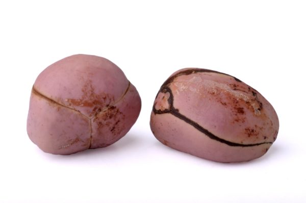 Noix de cola 3 Pièces