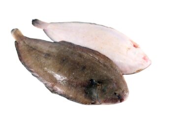 Grosse Sole sénégal 1 poisson