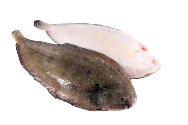 Grosse Sole sénégal 1 poisson