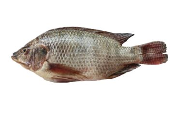 Tilapia noir gratté et vidé 600-800gr