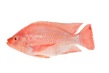 Tilapia rouge gratté et vidé 600-800gr 1 pièce