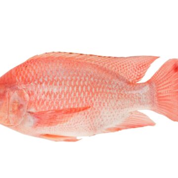 Fresh,Red,Tilapia,Fish,(oreochromis,Sp),Isolated,On,White,Background