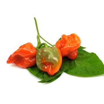 Habanero,Chilis,With,Leaves,Isolated,On,White,Background.,Fresh,Ripe