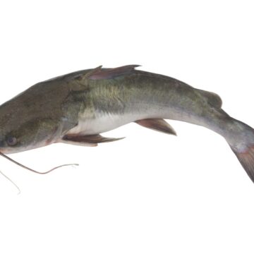 Fresh,Catfish,Isolated,On,White,Background