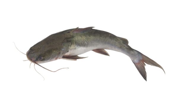 Machoiron 1 poisson (1-1,3kg)