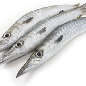 Barracuda 1kg