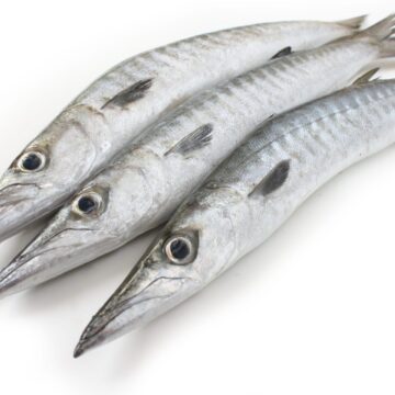 Fresh,Barracuda,Fish,For,Cooking