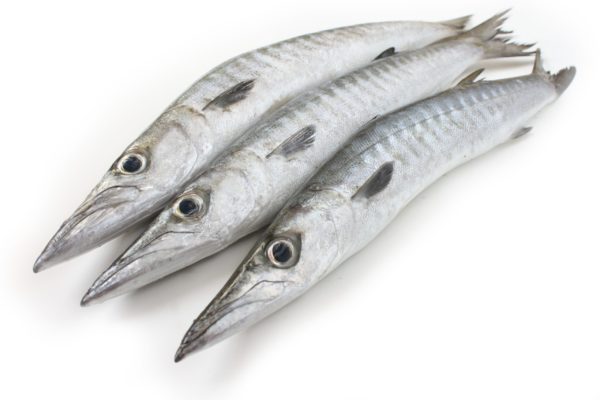 Barracuda 1kg