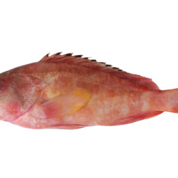 Red,Grouper,Fish,Isolated,On,White,Background