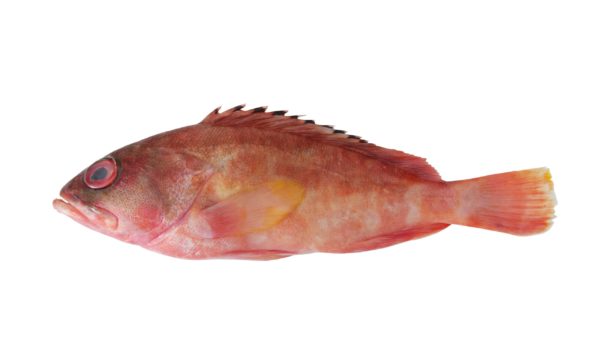 Tioff /Merou du Sénégal 1kg