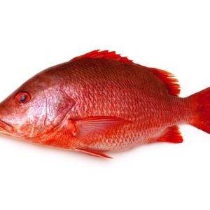 Vivaneau têtu 2kg