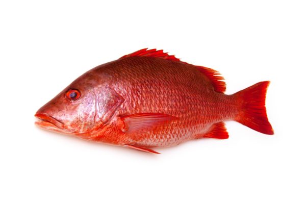 Vivaneau têtu 2kg