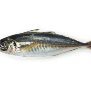 Chinchard /Maquereau/Thomson/oya oya 2 poissons