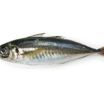 Mackerel,Or,Aji,(japanese,Horse,Mackerel,/trachurus,Japonicus,),Of
