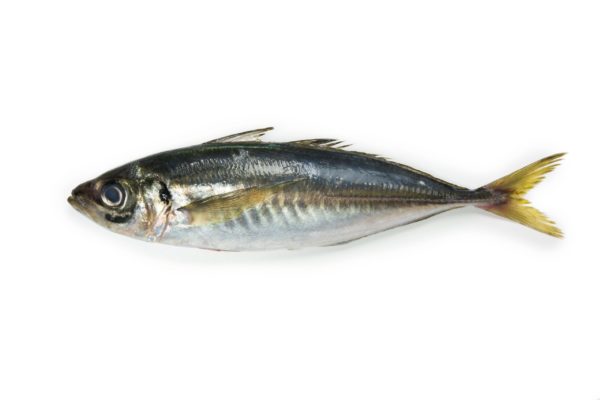 Chinchard /Maquereau/Thomson/oya oya 2 poissons