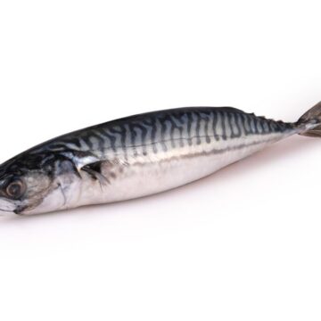Frozen,Fresh,Mackerel,Isolated,On,A,White,Background.,Clipping,Path