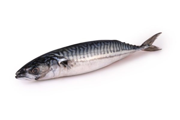 Maquereau de Norvège 3 poissons