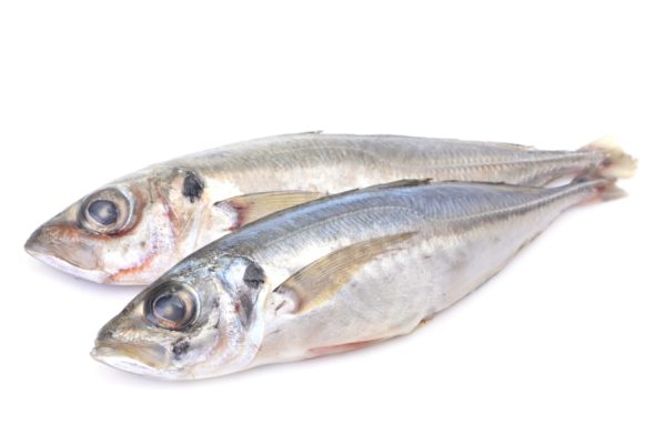 Chinchard / Maquereau/Thomson 2 poissons