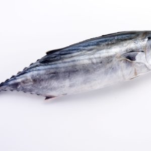 Thon entier civ 1 poisson