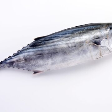 Whole,Fresh,Uncooked,Skipjack,Tuna,On,White