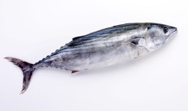 Thon entier civ 1 poisson