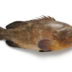 Tiof /Merou sénégal 3kg