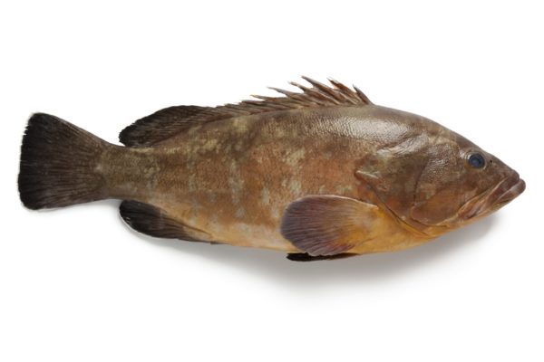 Tiof /Merou sénégal 3kg