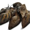 Escargot vivant d'afrique (500-600gr) – Image 2