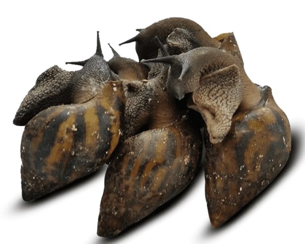 Escargot vivant d'afrique (500-600gr) – Image 2