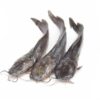 Poisson chat/ silure (1-1,3kg) – Image 2