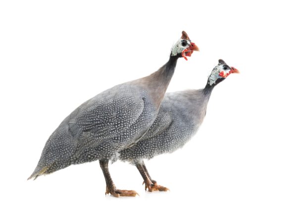 Pintade entière nature (1,5kg) – Image 2