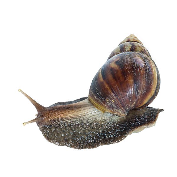 Escargot vivant d'afrique (500-600gr) – Image 3
