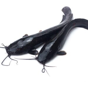 Poisson chat/ silure (1-1,3kg)