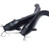 Poisson chat/ silure (1-1,3kg)