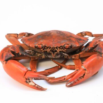 Cooked,Orange,Stone,Sea,Crab,For,Making,Food.,Seafood,On