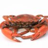 Morceaux de crabe de mangrove 1kg