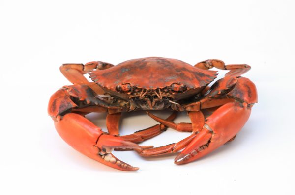 Morceaux de crabe de mangrove 1kg