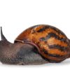 Escargot vivant d'afrique (500-600gr)