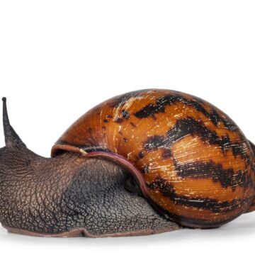 Adult,Size,Frican,Giant,Ghanese,Snail,Aka,Giant,African,Snail,