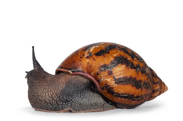 Escargot vivant d'afrique (500-600gr)